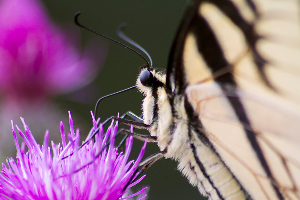 Eastern Tiger Butterfly closeup on pink thistle