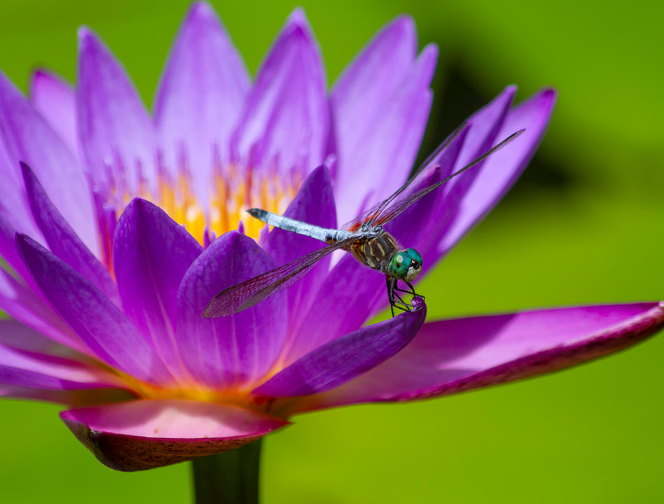 Purple Lotus with blue dragonfly
