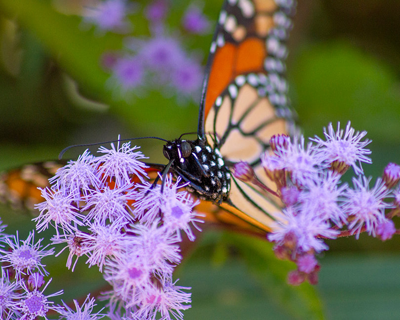 Monarch butterfly and ironweed